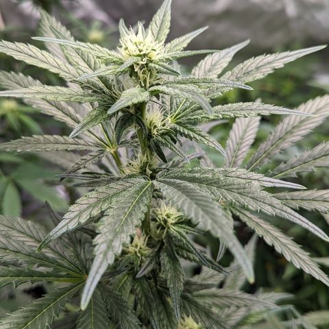 Honey Cream 1 - 4R growlog timeline photo
