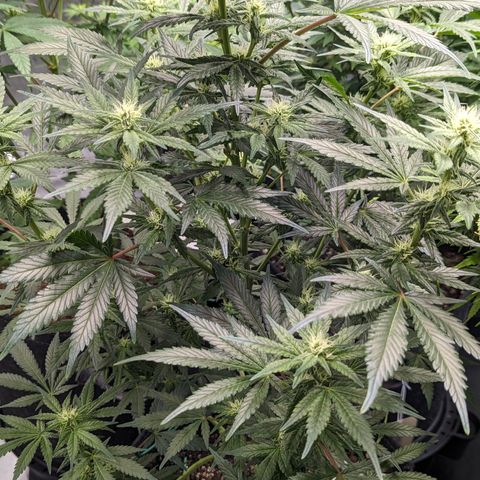 Honey Cream 1 - 4R growlog timeline photo