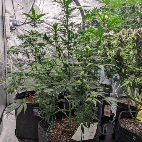 Honey Cream 1 - 4R growlog timeline photo