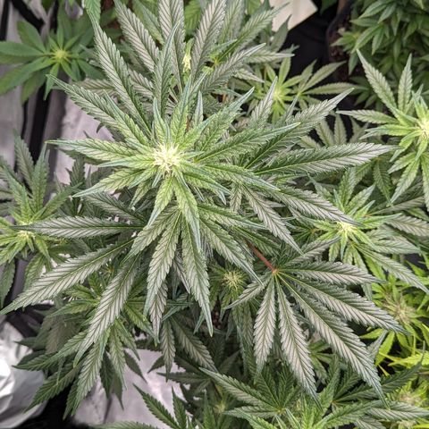 Honey Cream 1 - 4R growlog timeline photo