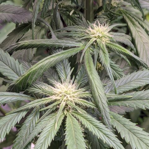 Skywalker Express 1 - 2 growlog timeline photo