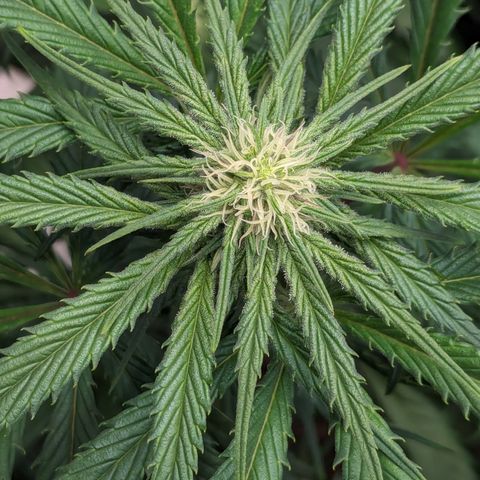 Skywalker Express 1 - 2 growlog timeline photo