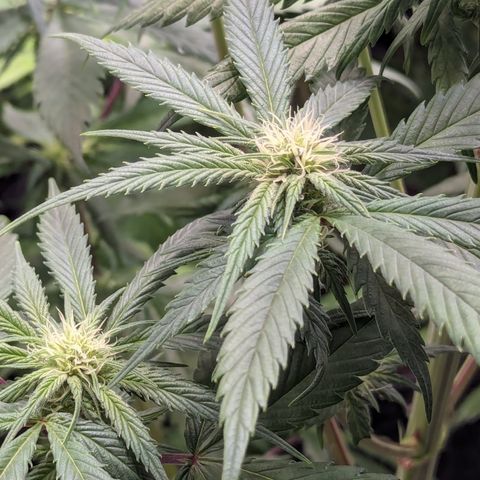 Skywalker Express 1 - 2 growlog timeline photo