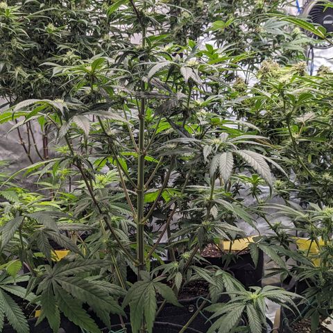 Skywalker Express 1 - 2 growlog timeline photo