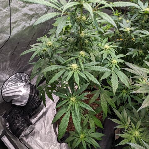 Skywalker Express 1 - 2 growlog timeline photo