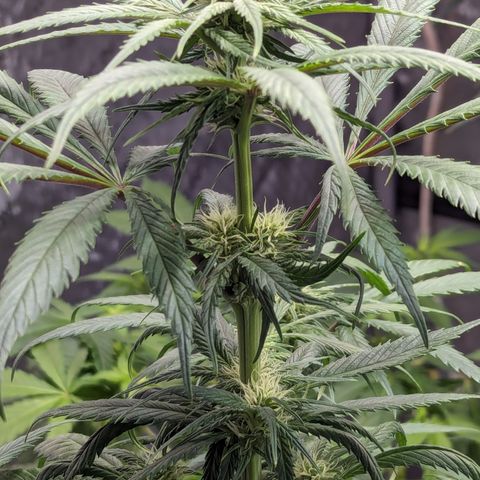 Skywalker Express 1 - 2 growlog timeline photo
