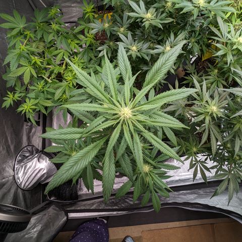 Skywalker Express 1 - 2 growlog timeline photo