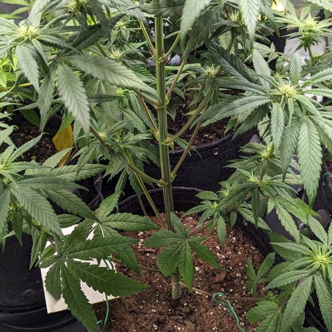 Skywalker Express 1 - 2 growlog timeline photo
