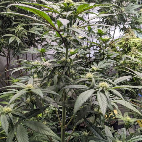 Skywalker Express 1 - 2 growlog timeline photo