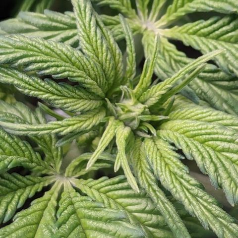 Sundae Driver growlog timeline photo