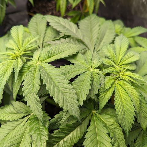 Sundae Driver growlog photo: 7 gallon pot
13in