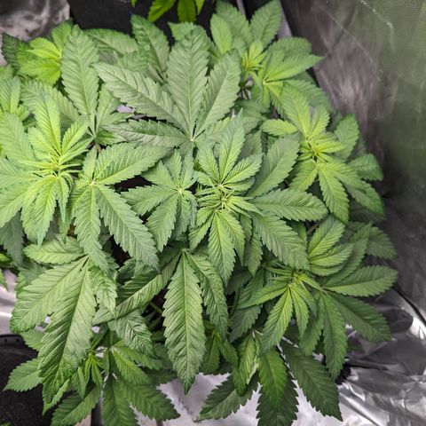 Sundae Driver growlog photo: 7 gallon pot
13in