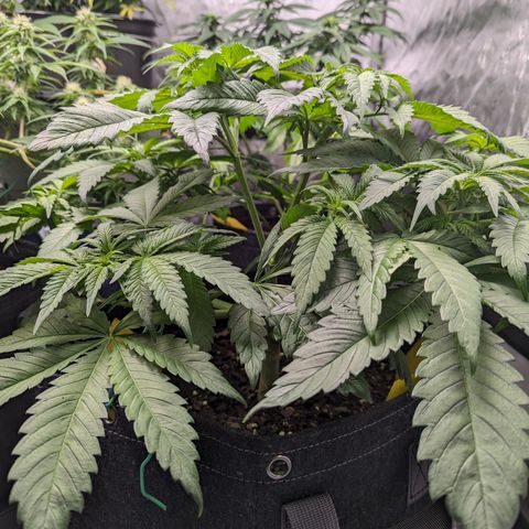 Sundae Driver growlog photo: 7 gallon pot
13in
