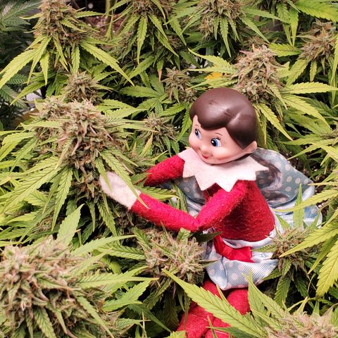 Special K growlog timeline photo