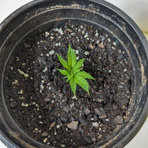 Sundae Driver  1-2 growlog timeline photo