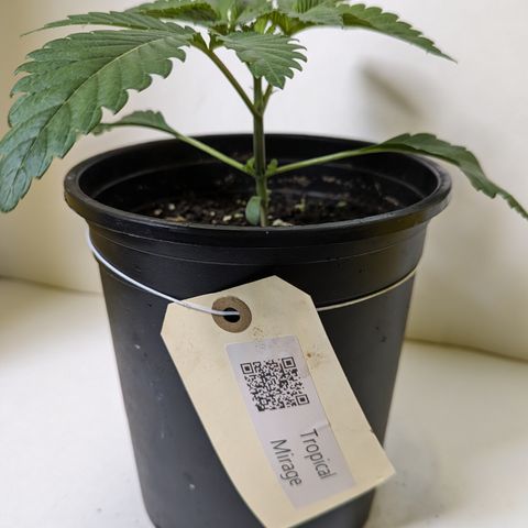 Tropical Mirage growlog timeline photo