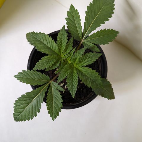 Tropical Mirage growlog timeline photo