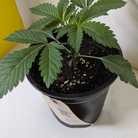 Tropical Mirage growlog timeline photo
