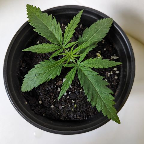 Cheese Quake growlog timeline photo