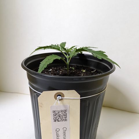 Cheese Quake growlog timeline photo
