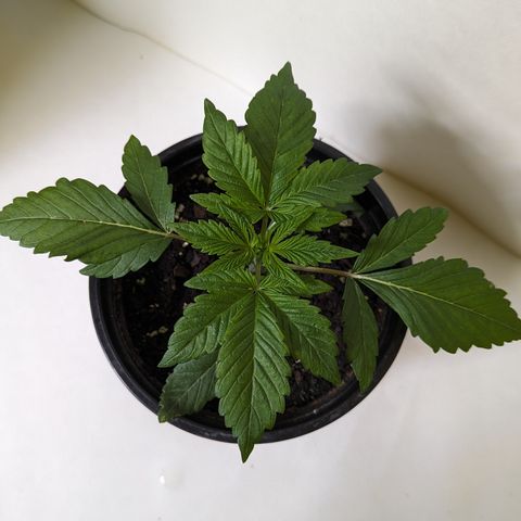 O.G. Kush growlog timeline photo