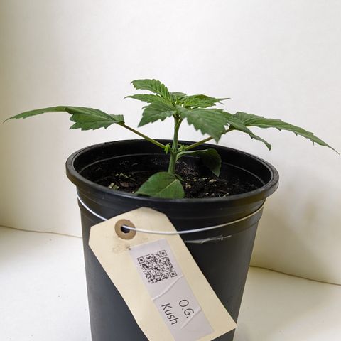 O.G. Kush growlog timeline photo