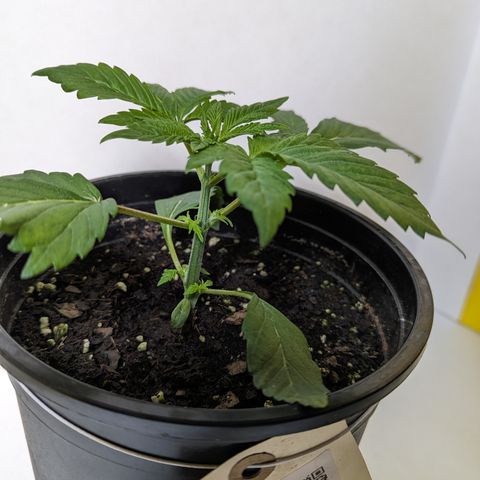 O.G. Kush growlog timeline photo