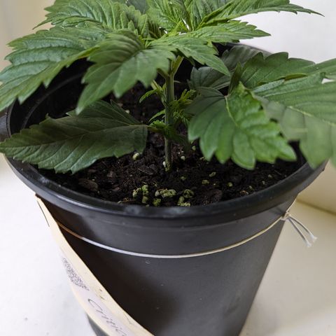 Critical growlog timeline photo