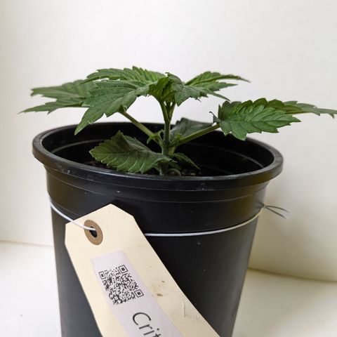 Critical growlog timeline photo