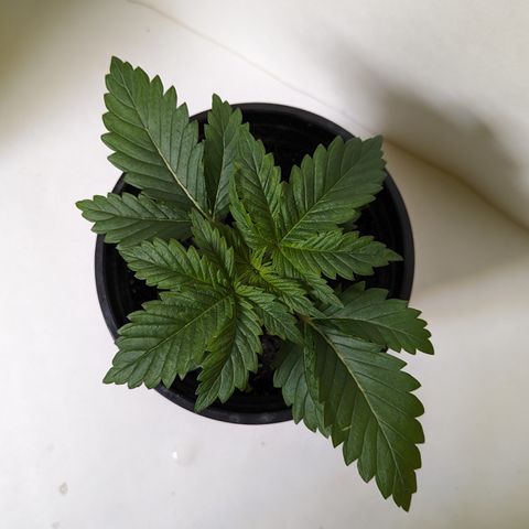 Critical growlog timeline photo