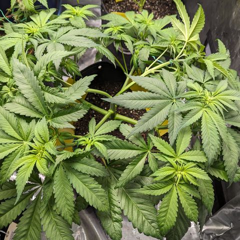 Sundae Driver growlog photo: 7 gallon pot
LST 