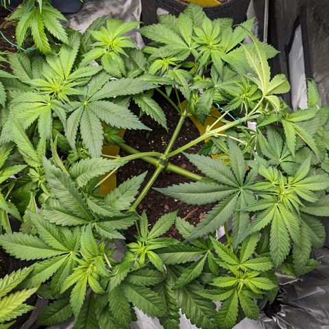 Sundae Driver growlog photo: 7 gallon pot
LST 