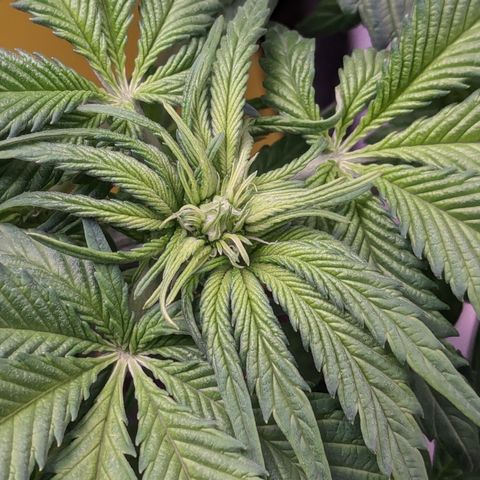 Sundae Driver growlog photo: 7 gallon pot
LST 