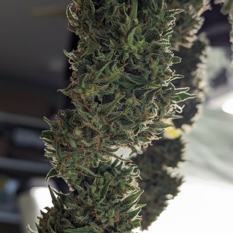 Special K growlog timeline photo