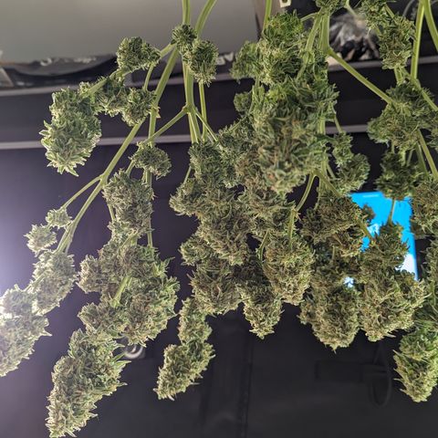 Special K growlog timeline photo