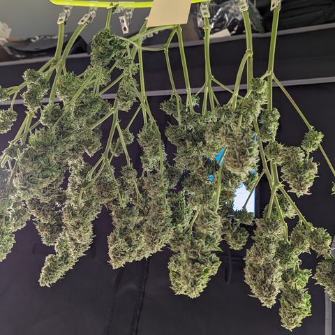 Special K growlog timeline photo