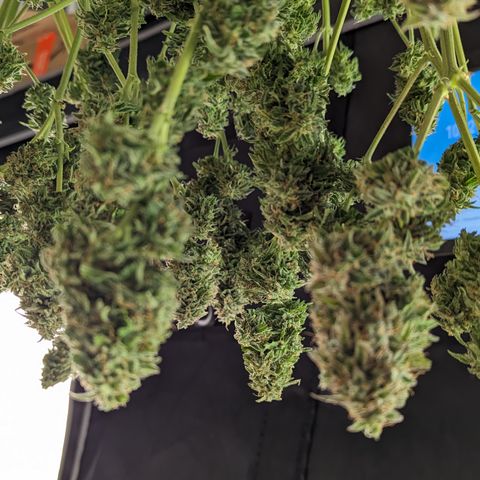 Special K growlog timeline photo