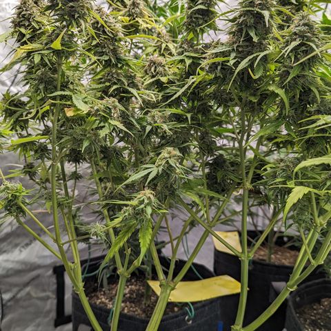 Special K growlog timeline photo