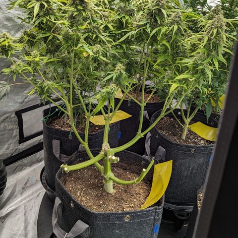 Special K growlog timeline photo