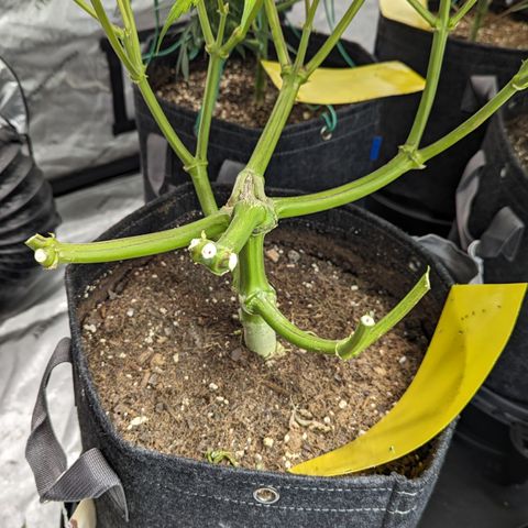 Special K growlog timeline photo