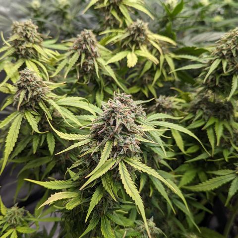 Special K growlog timeline photo