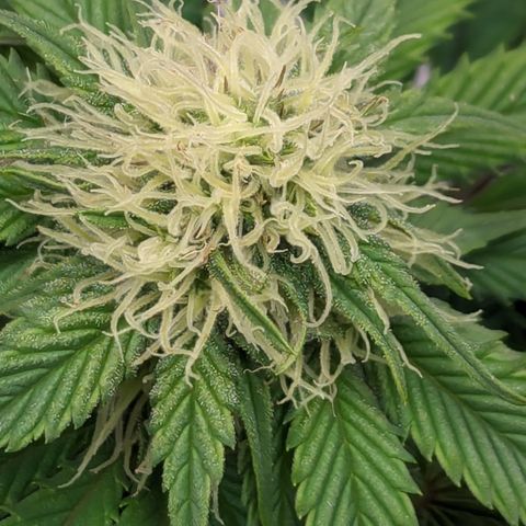 Sundae Driver growlog timeline photo