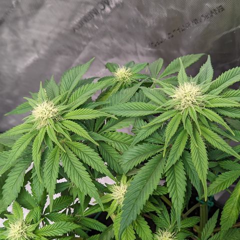 Sundae Driver growlog timeline photo