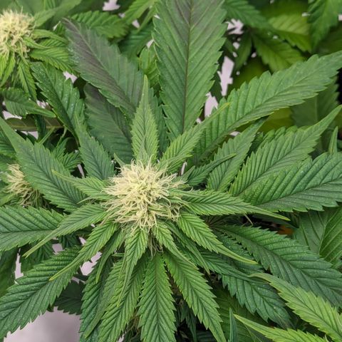 Sundae Driver growlog timeline photo