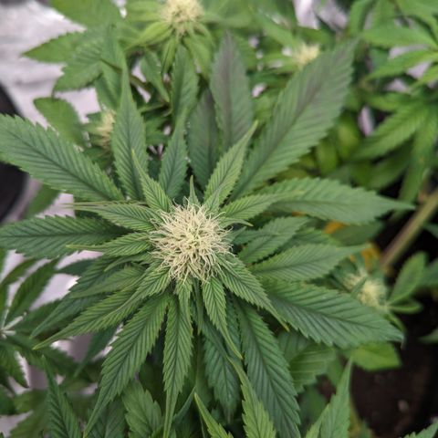Sundae Driver growlog timeline photo