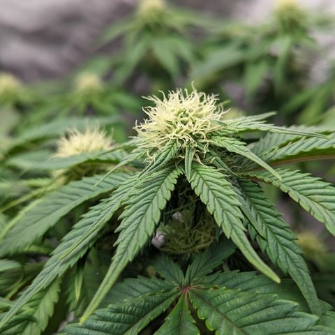 Sundae Driver growlog timeline photo