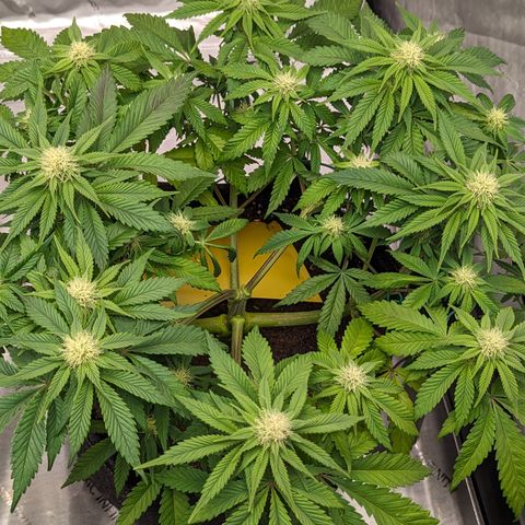 Sundae Driver growlog timeline photo