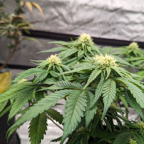 Sundae Driver growlog timeline photo