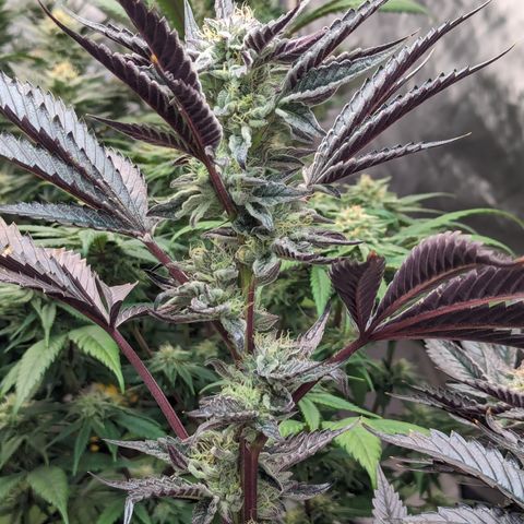 Pineapple Kush 1 - 4R growlog timeline photo