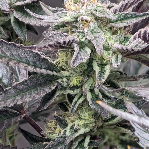 Pineapple Kush 1 - 4R growlog timeline photo